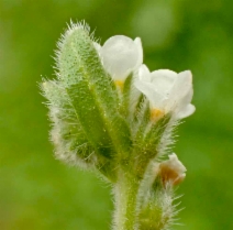 Plagiobothrys collinus var. fulvescens