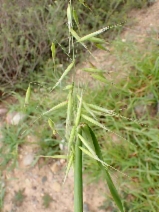 Avena fatua