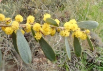 Acacia redolens - Calflora