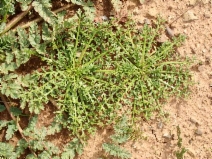 Lepidium didymum