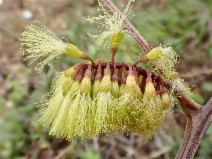 Albizia lophantha