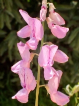 Lathyrus vestitus var. vestitus