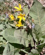 Wyethia mollis