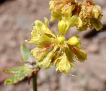 Eriogonum umbellatum var. covillei