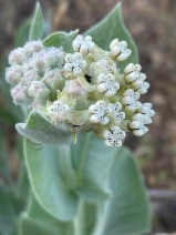Asclepias vestita