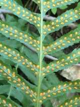 Polypodium californicum