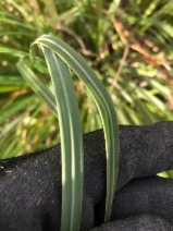 Cortaderia selloana