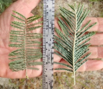 Acacia dealbata