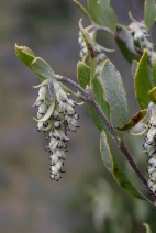 Garrya veatchii