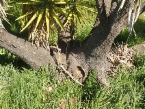 Yucca gloriosa - Calflora