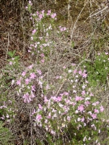Linanthus californicus ssp. californicus