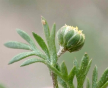 Cotula australis