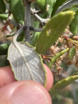 Ceanothus crassifolius