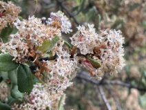 Ceanothus crassifolius