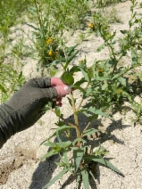Amsinckia vernicosa