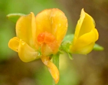 Acmispon maritimus var. maritimus