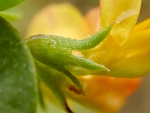 Acmispon maritimus var. maritimus