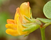 Lotus salsuginosus