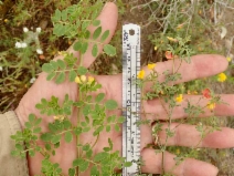 Lotus salsuginosus