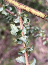 Ceanothus foliosus