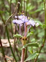 Ceanothus sonomensis