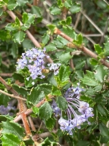 Ceanothus sonomensis
