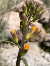 Erysimum capitatum