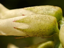 Astragalus pomonensis