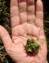 Stellaria nitens
