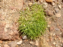 Cardionema ramosissimum