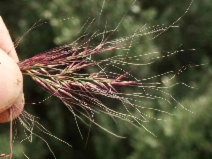 Muhlenbergia microsperma