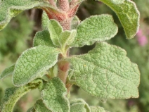 Cistus incanus