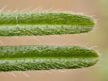Cryptantha intermedia var. intermedia
