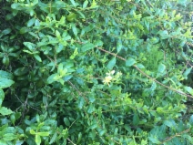 Lonicera subspicata var. subspicata - Calflora