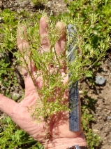 Apiastrum angustifolium