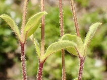Cerastium glomeratum
