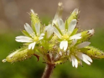 Cerastium glomeratum