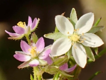 Spergularia rubra