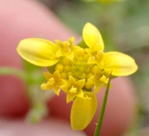 Lasthenia debilis