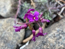 Boechera koehleri