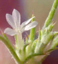 Eriastrum hooveri