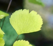 Adiantum jordanii