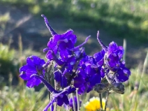 Delphinium variegatum ssp. variegatum