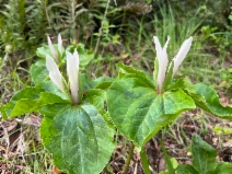 Trillium chloropetalum