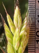 Bromus hordeaceus