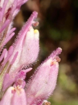 Castilleja exserta ssp. exserta