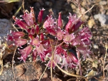 Allium fimbriatum