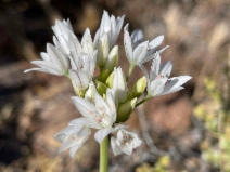 Allium lacunosum var. davisiae