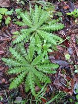 Cirsium brevistylum