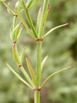 Galium angustifolium